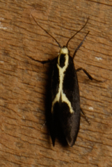 Polix coloradella