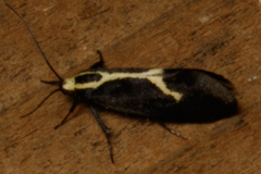 Polix coloradella