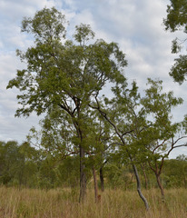 Dolichandrone alternifolia