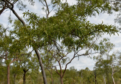 Dolichandrone alternifolia