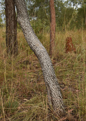 Dolichandrone alternifolia