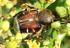 Trichiotinus piger