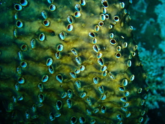 Polyandrocarpa polypora