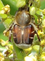 Trichiotinus piger