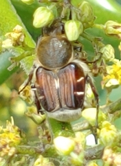 Trichiotinus piger