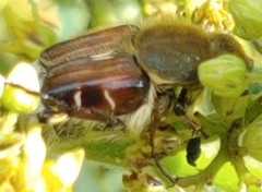 Trichiotinus piger
