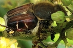 Trichiotinus piger