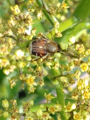 Trichiotinus piger