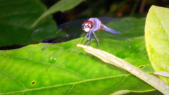 Brachydiplax