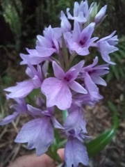 Dactylorhiza foliosa