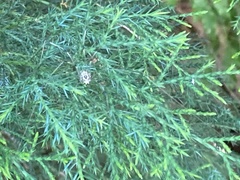 Araneus pegnia