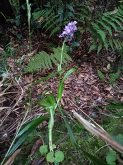 Dactylorhiza foliosa