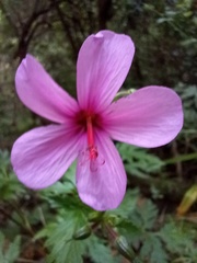 Geranium palmatum