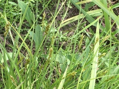Carex crawfordii