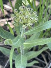 Asclepias lanuginosa