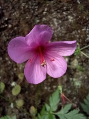 Geranium palmatum