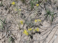 Physaria brassicoides