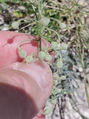 Physaria brassicoides