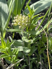 Asclepias lanuginosa