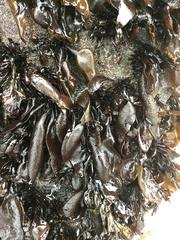 Mazzaella laminarioides