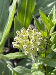 Asclepias lanuginosa