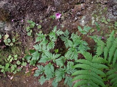 Geranium palmatum