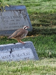 Alectoris chukar chukar