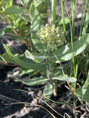 Asclepias lanuginosa