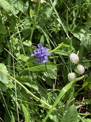 Phyteuma hemisphaericum