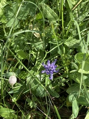 Phyteuma hemisphaericum