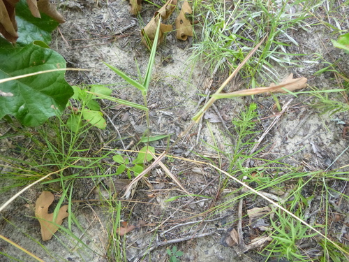Image of Dichanthelium ravenelii by no rights reserved