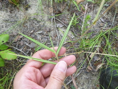 Dichanthelium ravenelii