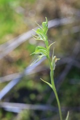 Pterostylis daintreana