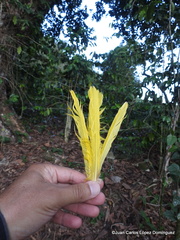 Psarocolius montezuma