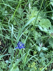 Phyteuma hemisphaericum