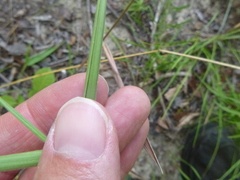 Dichanthelium ravenelii