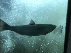 Oncorhynchus kisutch