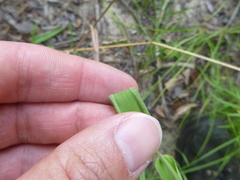 Dichanthelium ravenelii