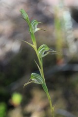 Pterostylis daintreana