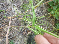 Dichanthelium ravenelii