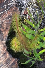 Stylidium laricifolium