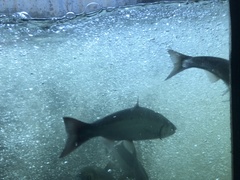 Oncorhynchus kisutch