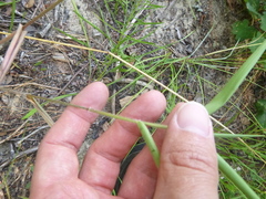 Dichanthelium ravenelii