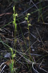 Pterostylis daintreana