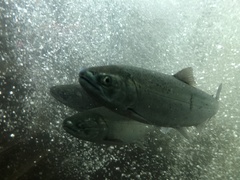 Oncorhynchus kisutch