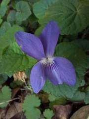 Viola sequeirae