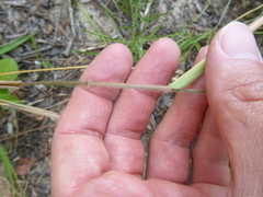 Dichanthelium ravenelii