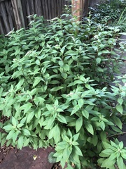 Lysimachia clethroides