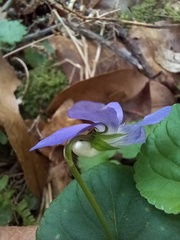 Viola sequeirae