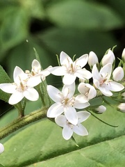 Lysimachia clethroides